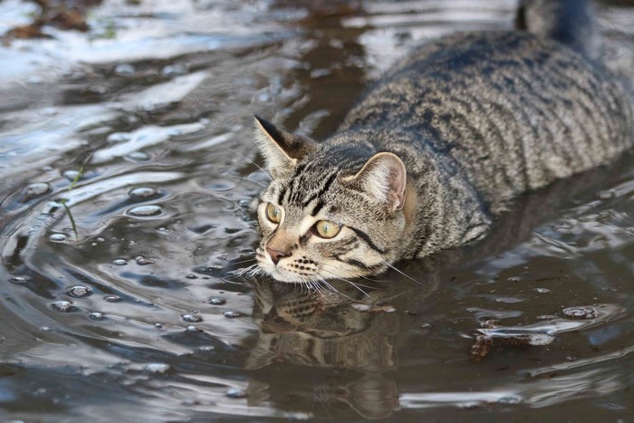 Tabby cat wading in murky water