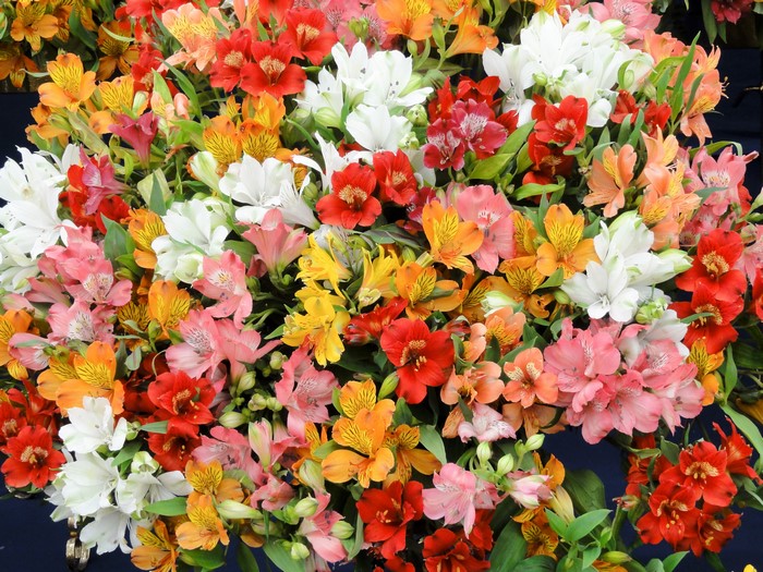 A colorful bouquet of Alstroemeria flowers