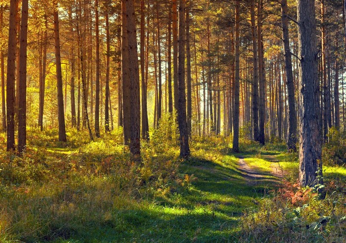 Sunlit forest path with tall pine trees
