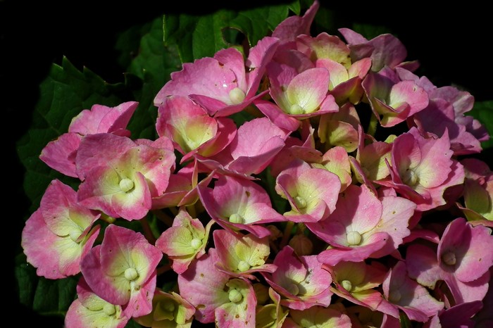 Closeup of Pink Hydrangea Flowers