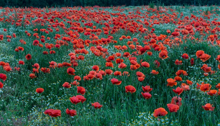Field of Red Poppies and White Flowers
