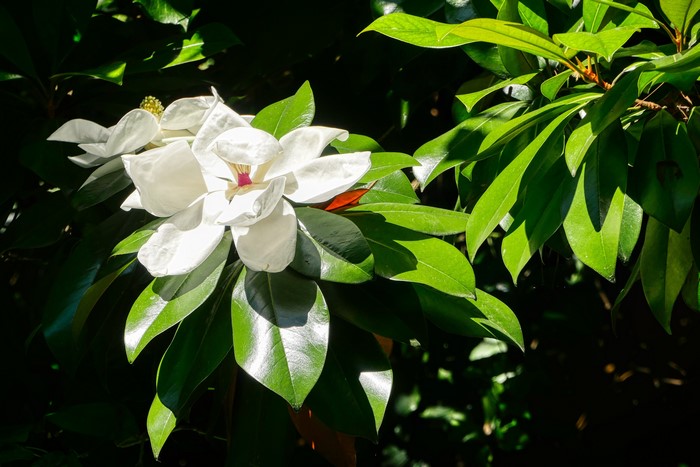 Magnolia flower with green foliage