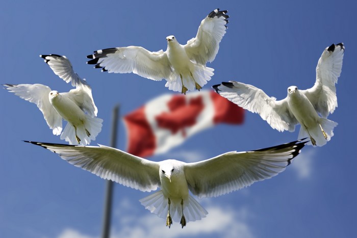 Seagulls flying in front of Canadian flag