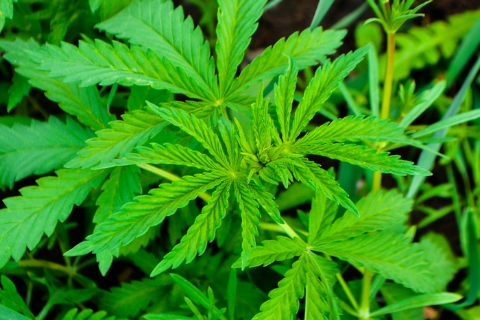 Marijuana plant closeup