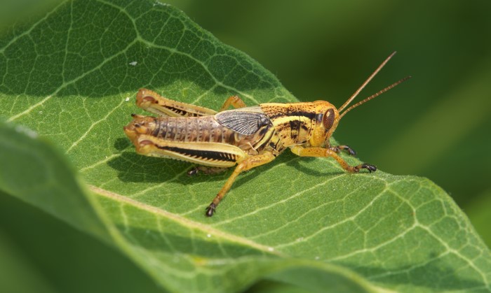 Grasshopper on a green leaf