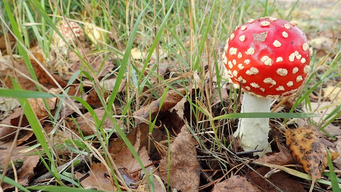 Amanita muscaria mushroom in grass and fallen leaves