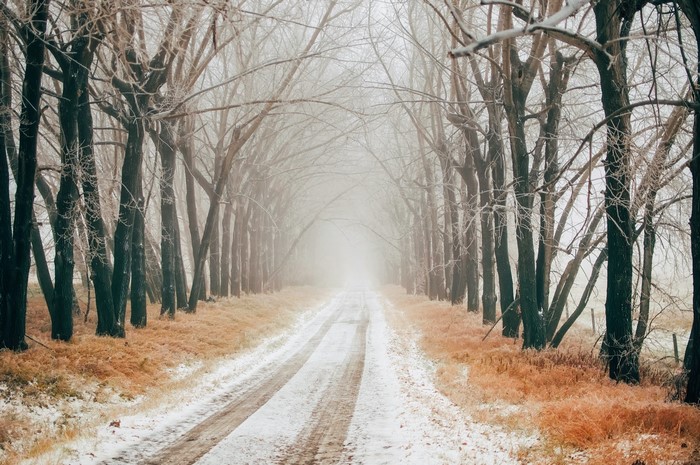 Winter avenue with snow and fog