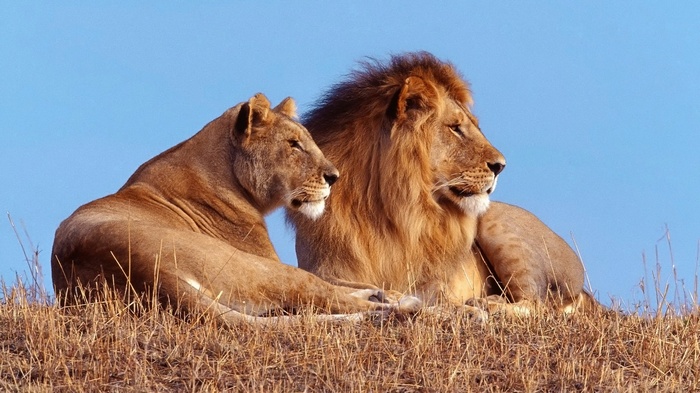 Male and female lions resting on dry grass