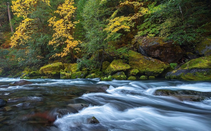 River flowing through a mossy forest in autumn