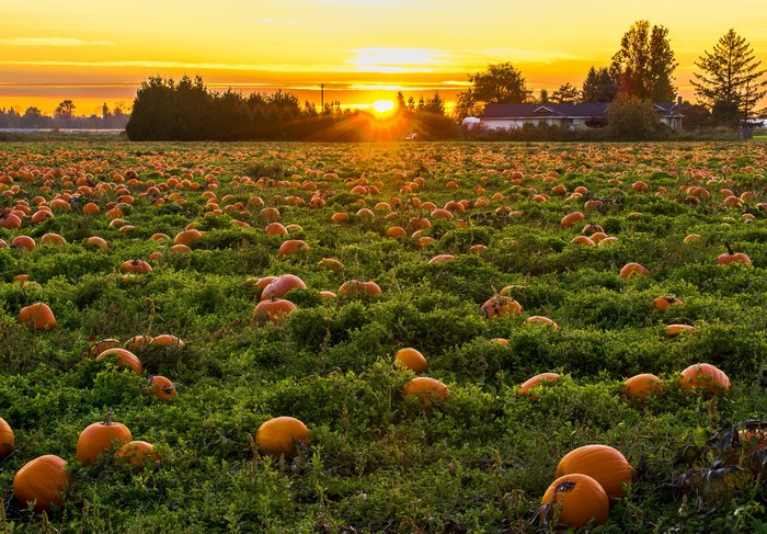 Pumpkin Field at Sunrise in British Columbia, Canada