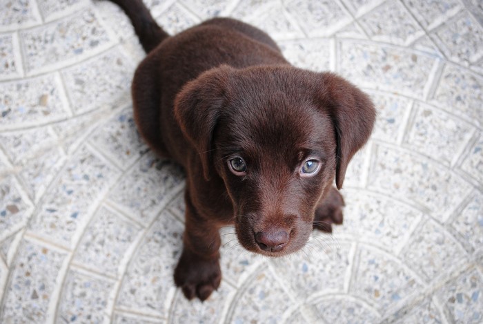 Chocolate Labrador Retriever puppy looking up