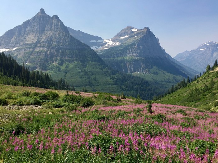 Glacier National Park Mountains with Wildflowers