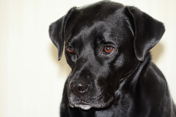 Black Labrador Dog Close-up Portrait