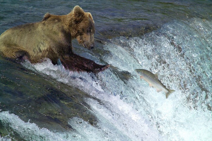 Brown bear fishing for salmon in a waterfall