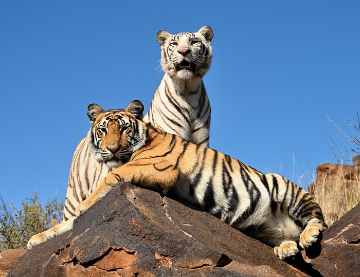 Two tigers, one white, resting on rocks
