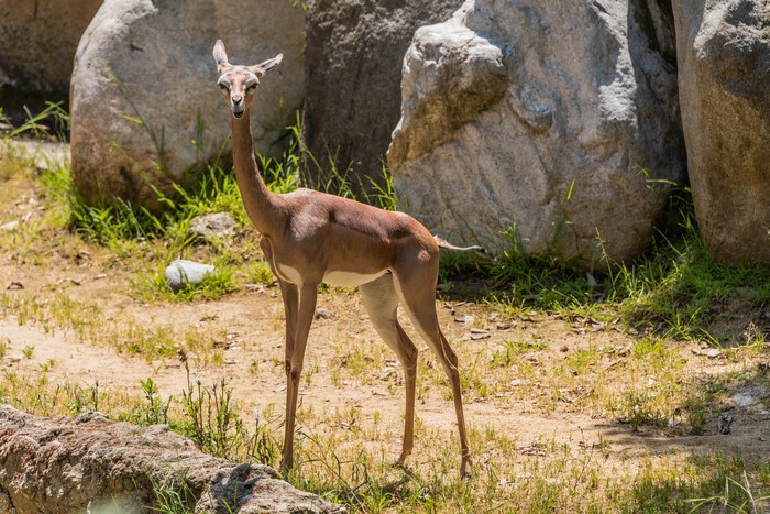 Gerenuk antelope standing in a rocky, grassy enclosure