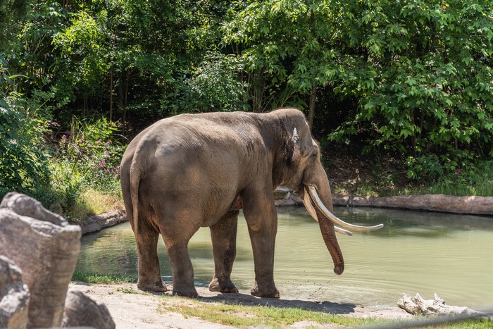 Elephant by the water