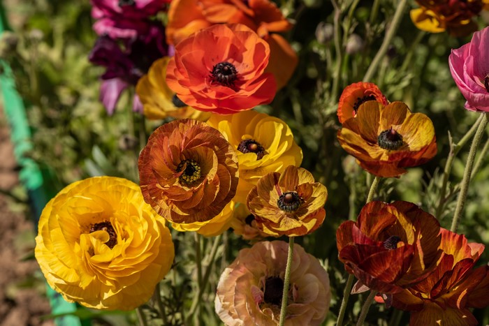 4K Multicolor Ranunculus Closeup