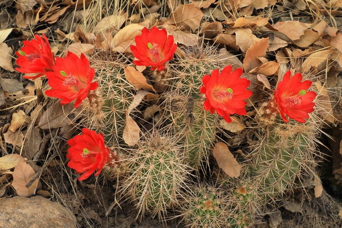 Red Cactus Flowers Closeup