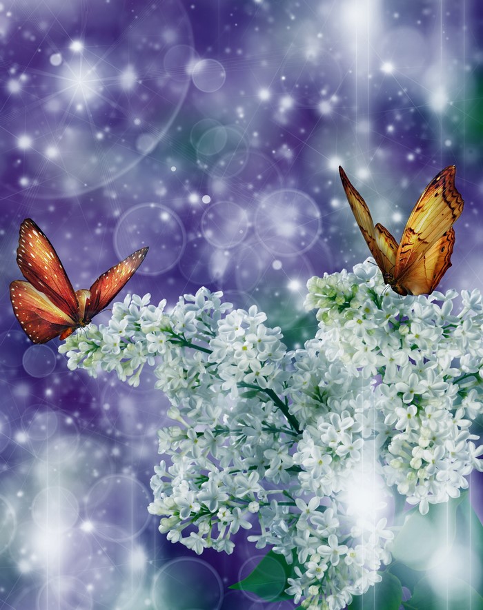 Two butterflies on white lilac branches with purple bokeh background