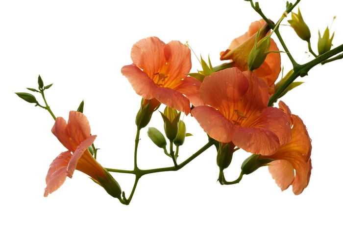 Orange Campsis flowers with water drops on white background