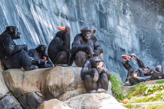Chimpanzees eating carrots on rocks