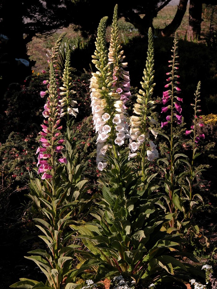 Foxglove flowers in a garden