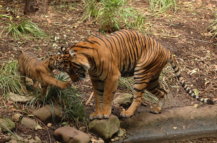 Tiger mother and cub playing near water