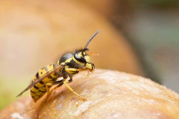 Closeup of a Wasp on a Surface