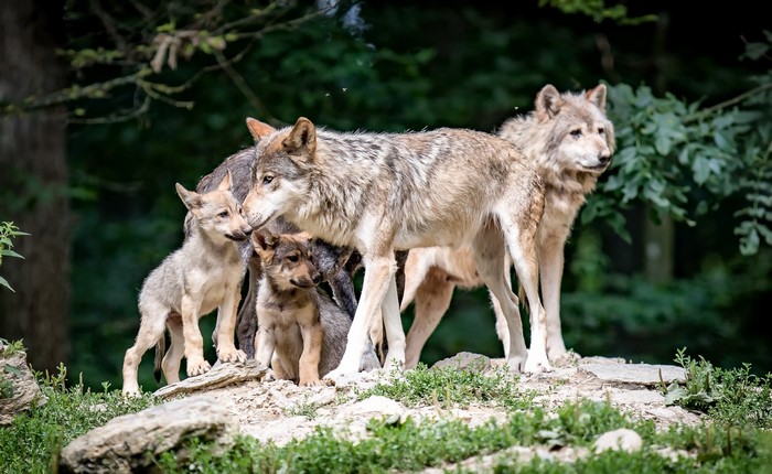 A pack of wolves and cubs in a forest
