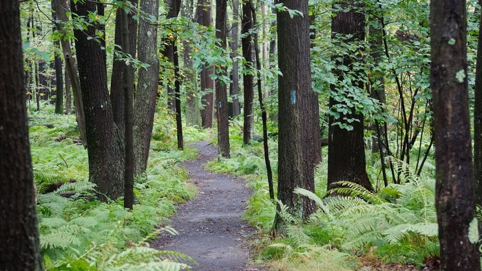 Trail through Laurel Summit State Park, Pennsylvania