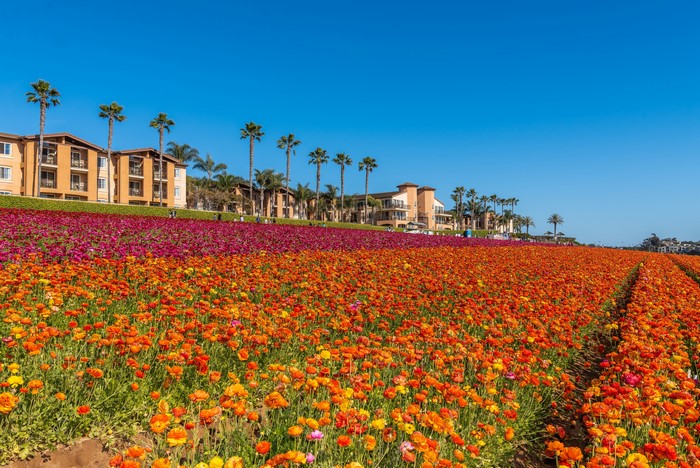 Ranunculus Fields in Carlsbad, California