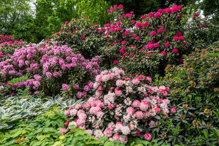 Rhododendron Shrubs in Berlin Gardens, Germany