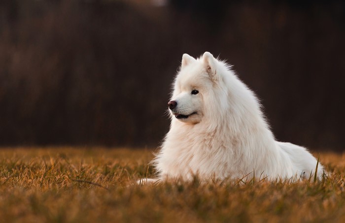 White Samoyed dog lying in grass
