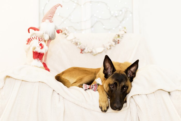 Belgian Shepherd dog wearing a bow tie on a couch