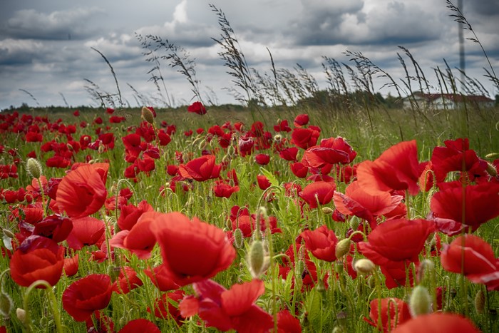 Field of red poppies under a cloudy sky