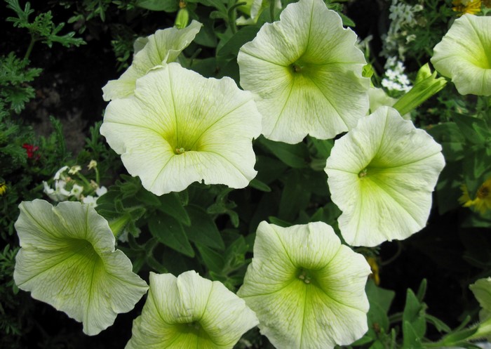Pale yellow petunias in bloom