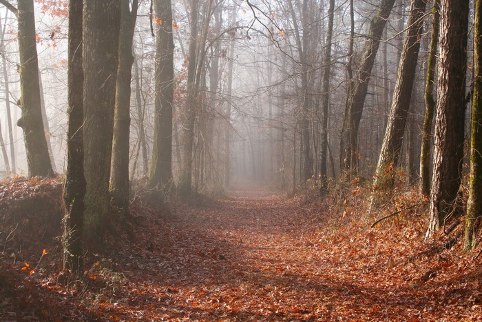 Autumn forest path covered in fallen leaves and fog