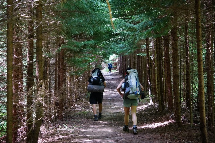 Hikers with backpacks on a forest trail in Dolly-Sods, West Virginia
