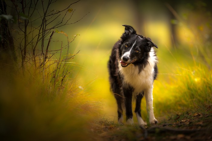 Border Collie dog in a forest