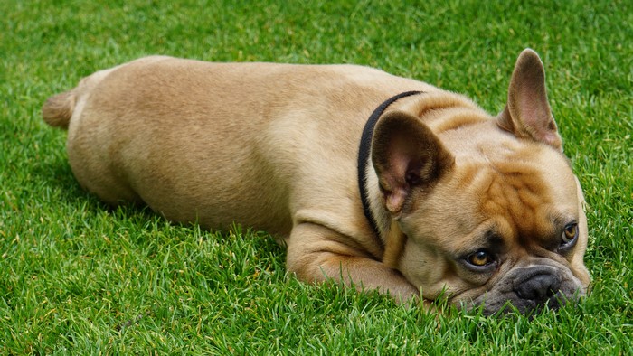 French Bulldog lying on grass