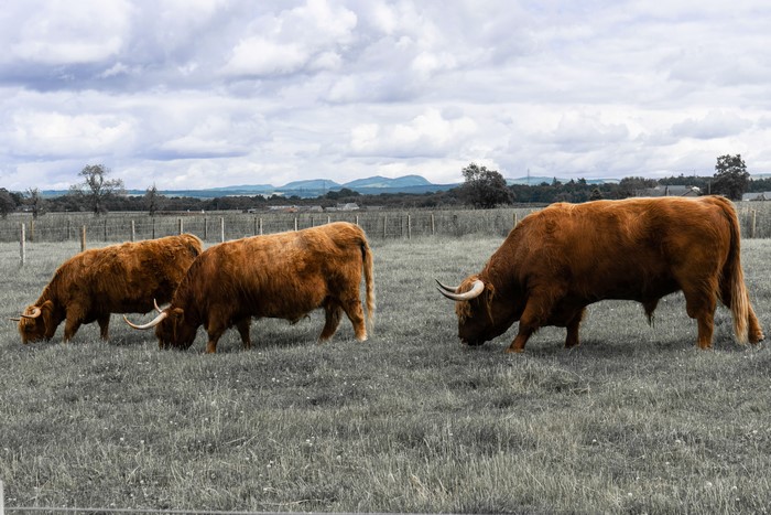 Three Highland Bulls Grazing in a Field