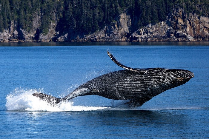 Humpback whale breaching in Kenai Fjords National Park, Alaska