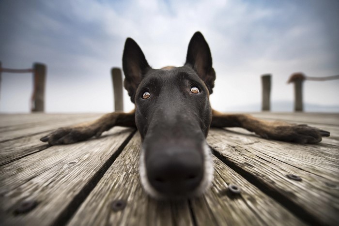 Closeup of Belgian Shepherd Lying on Wooden Deck