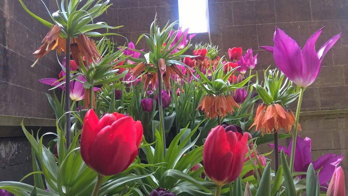 Tulips and Fritillaria flowers in bloom