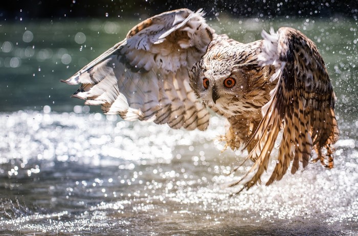 Eurasian Eagle-Owl splashes in water