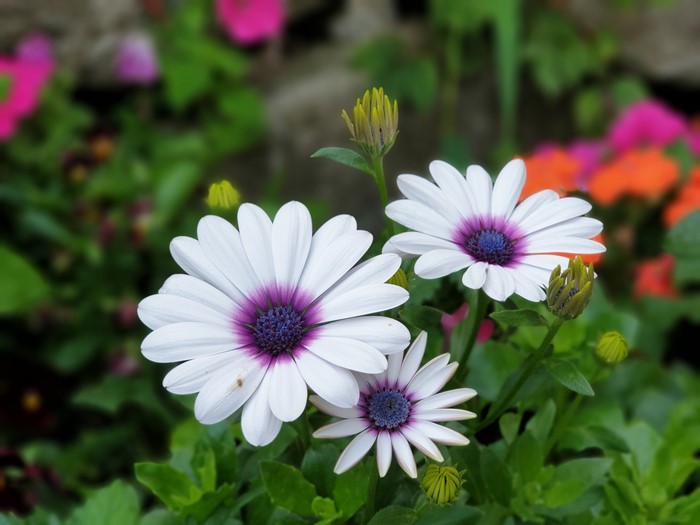 Three White Osteospermum Flowers with Purple Centers