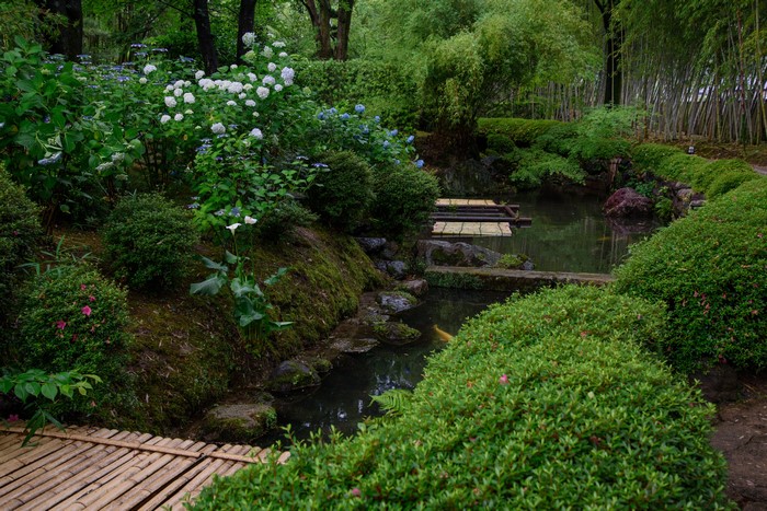 Shokado Garden Pond with Hydrangeas and Bamboo
