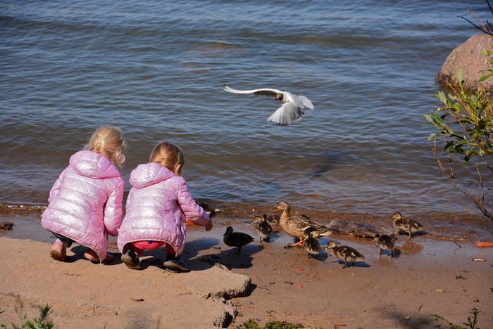Two girls feeding ducks and a gull by the water
