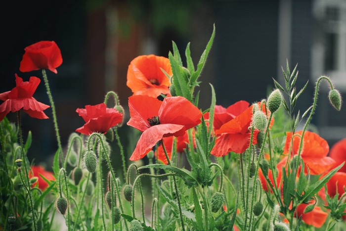 Red Poppies and Flower Buds